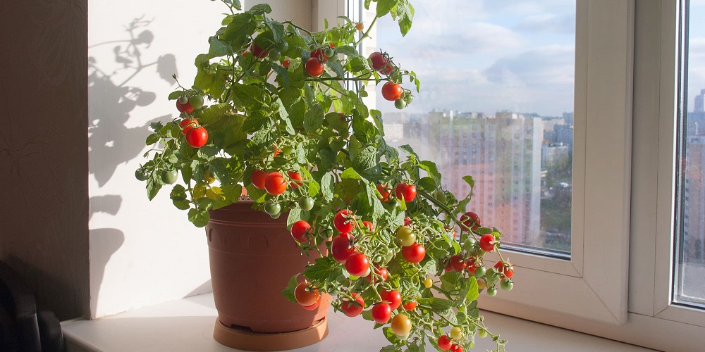 ▷ ¿Cómo Plantar Y Cultivar Tomates